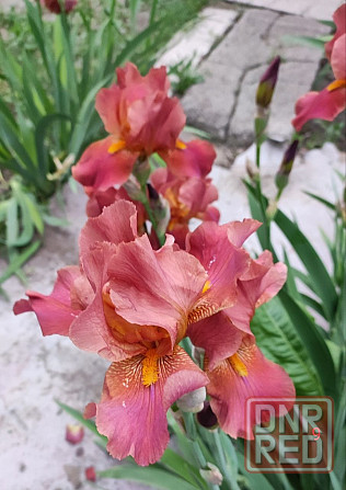 Ирисы,ирис Донецк - изображение 4