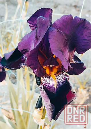 Ирисы,ирис Донецк - изображение 3