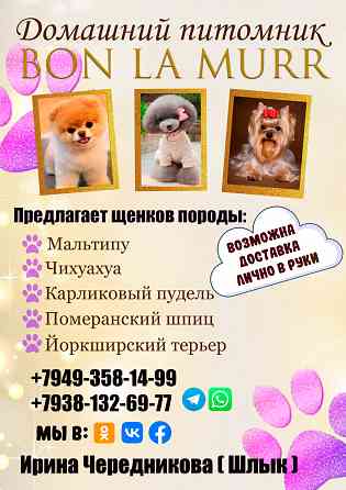 Щеночки Мальтипу от импортных родителей Китай Донецк