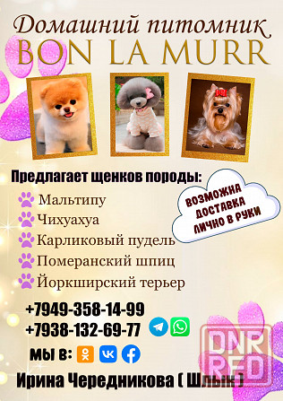 Щеночки Мальтипу от импортных родителей Китай Донецк - изображение 6
