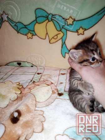 Шотландские котята Донецк - изображение 5