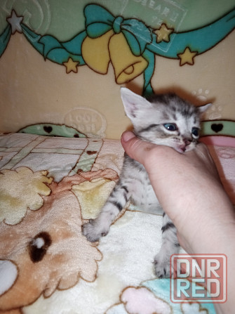 Шотландские котята Донецк - изображение 1