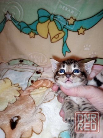 Шотландские котята Донецк - изображение 2