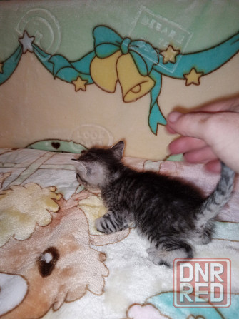 Шотландские котята Донецк - изображение 4