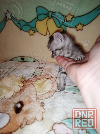 Шотландские котята Донецк - изображение 3