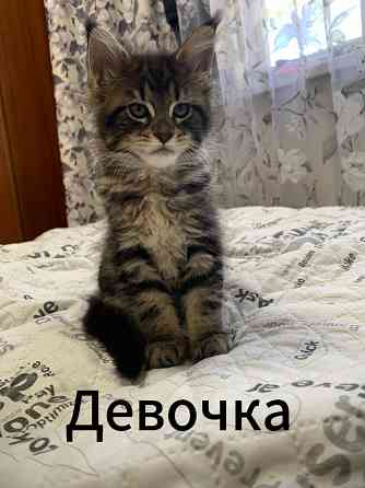 Продам котят породы мейн-кун! Донецк