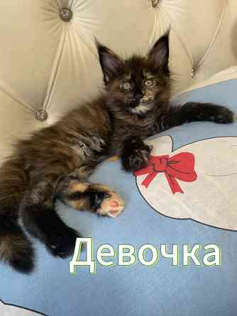Продам котят породы мейн-кун! Донецк