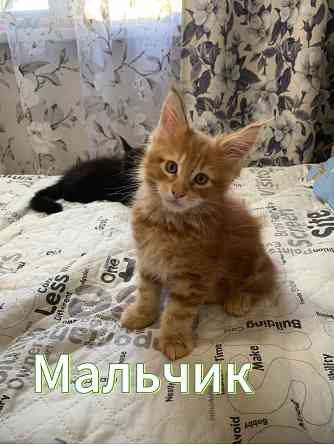 Продам котят породы мейн-кун! Донецк