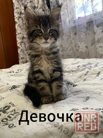 Продам котят породы мейн-кун! Донецк - изображение 1