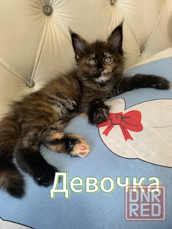 Продам котят породы мейн-кун! Донецк - изображение 2