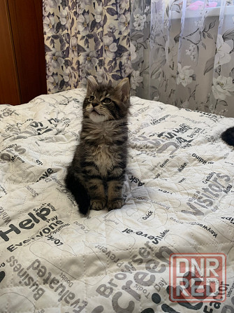 Продам котят породы мейн-кун! Донецк - изображение 6