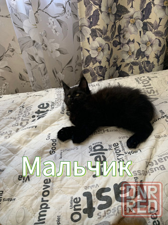Продам котят породы мейн-кун! Донецк - изображение 5
