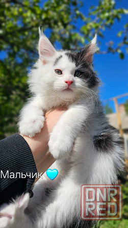 Мейн-куны плюшевые Донецк - изображение 3