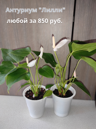 Продам (г.Макеевка). На следующей неделе буду в г.Донецк. Макеевка