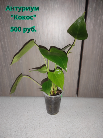 Продам (г.Макеевка). На следующей неделе буду в г.Донецк. Макеевка