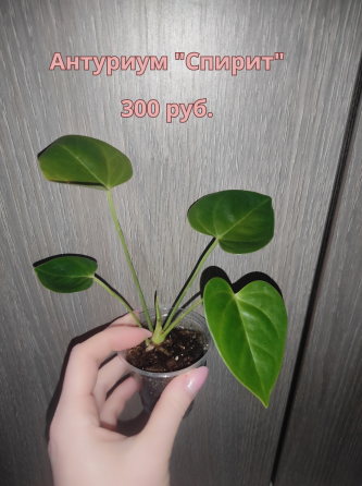 Продам (г.Макеевка). На следующей неделе буду в г.Донецк. Макеевка