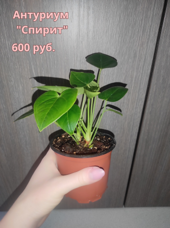 Продам (г.Макеевка). На следующей неделе буду в г.Донецк. Макеевка