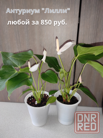 Продам (г.Макеевка). На следующей неделе буду в г.Донецк. Макеевка - изображение 2