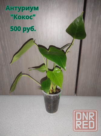 Продам (г.Макеевка). На следующей неделе буду в г.Донецк. Макеевка - изображение 6