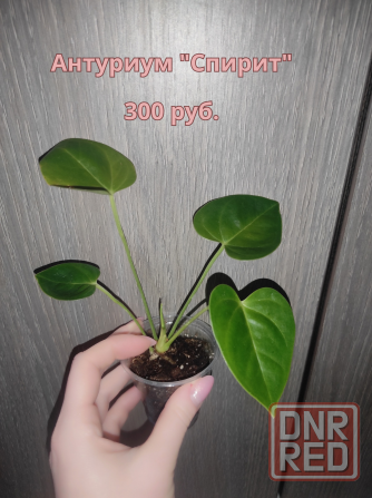 Продам (г.Макеевка). На следующей неделе буду в г.Донецк. Макеевка - изображение 3