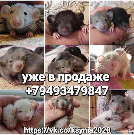 Продажа грызунов Донецк