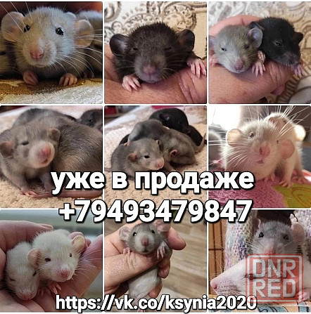 Продажа грызунов Донецк - изображение 1