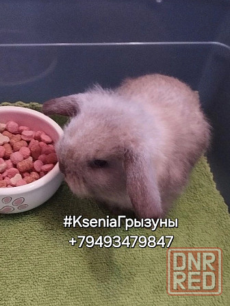Декоративные кролики Донецк - изображение 1