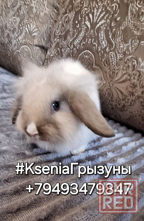 Декоративные кролики породы Вислоухий Баран Донецк - изображение 1
