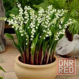 Ландыш Донецк - изображение 1