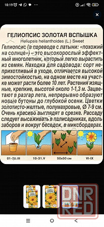 Гелиопсис золотая вспышка Донецк - изображение 1