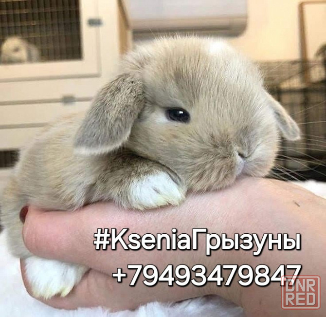 Раннее бронирование Декоративных кроликов Породы Вислоухий Баран Донецк - изображение 1
