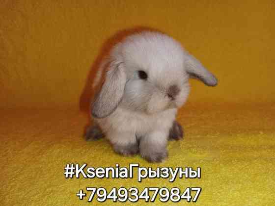 Декоративные кролики бронь Породы Вислоухий Баран Донецк