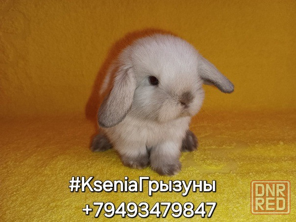 Декоративные кролики бронь Породы Вислоухий Баран Донецк - изображение 1