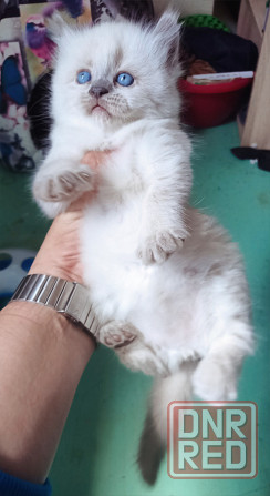 Котята колор пойнт Донецк - изображение 1
