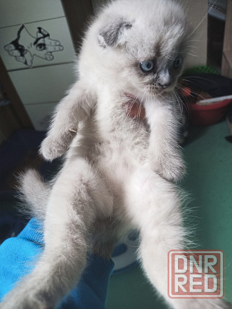 Котята колор пойнт Донецк - изображение 2