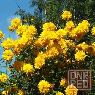 Рудбекия "Золотой шар". Донецк - изображение 1