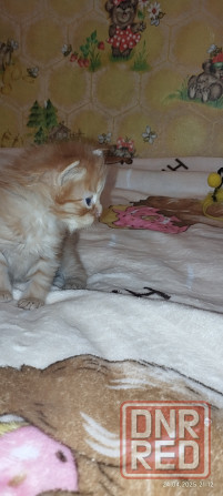 Котенок сибирский рыжий Макеевка - изображение 4