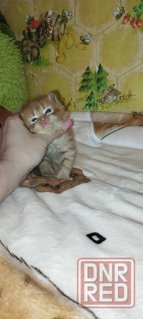 Котенок сибирский рыжий Макеевка - изображение 2