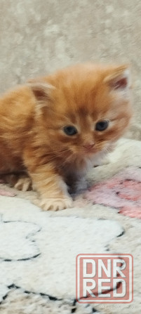 Котенок сибирский рыжий Макеевка - изображение 3