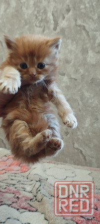 Котенок сибирский рыжий Макеевка - изображение 6