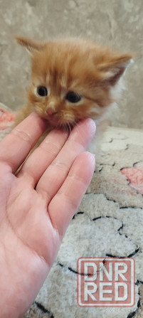Котенок сибирский рыжий Макеевка - изображение 8