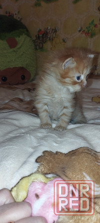 Котенок сибирский рыжий Макеевка - изображение 5