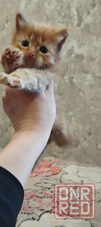 Котенок сибирский рыжий Макеевка - изображение 9