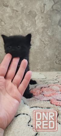 Котенок сибирский черный шоколад Макеевка - изображение 2