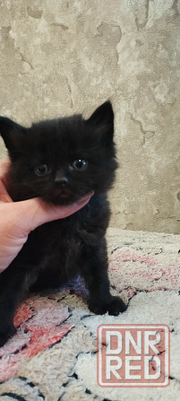 Котенок сибирский черный шоколад Макеевка - изображение 5
