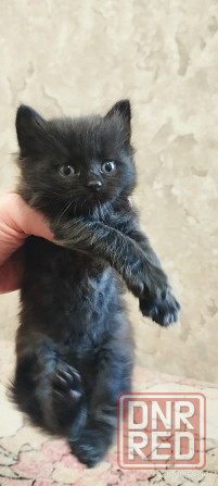 Котенок сибирский черный шоколад Макеевка - изображение 1