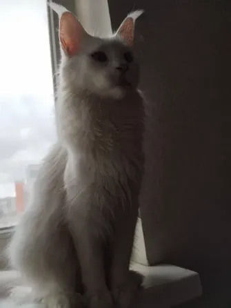 кошечка, Мейн-кун, Донецк