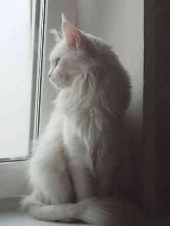 Котенок, кошечка, Мейн-кун, Донецк