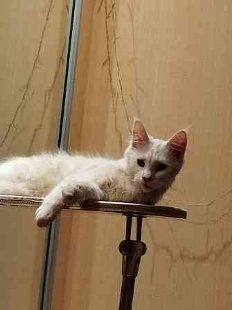 Котенок, кошечка, Мейн-кун, меинкун, меин--кун Донецк