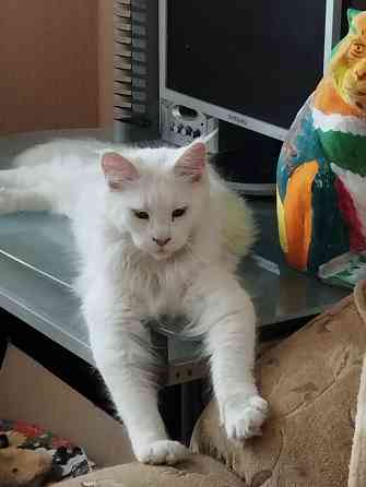 Котенок, кошечка, Мейн-кун, Донецк